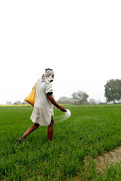 Tractor tilling field