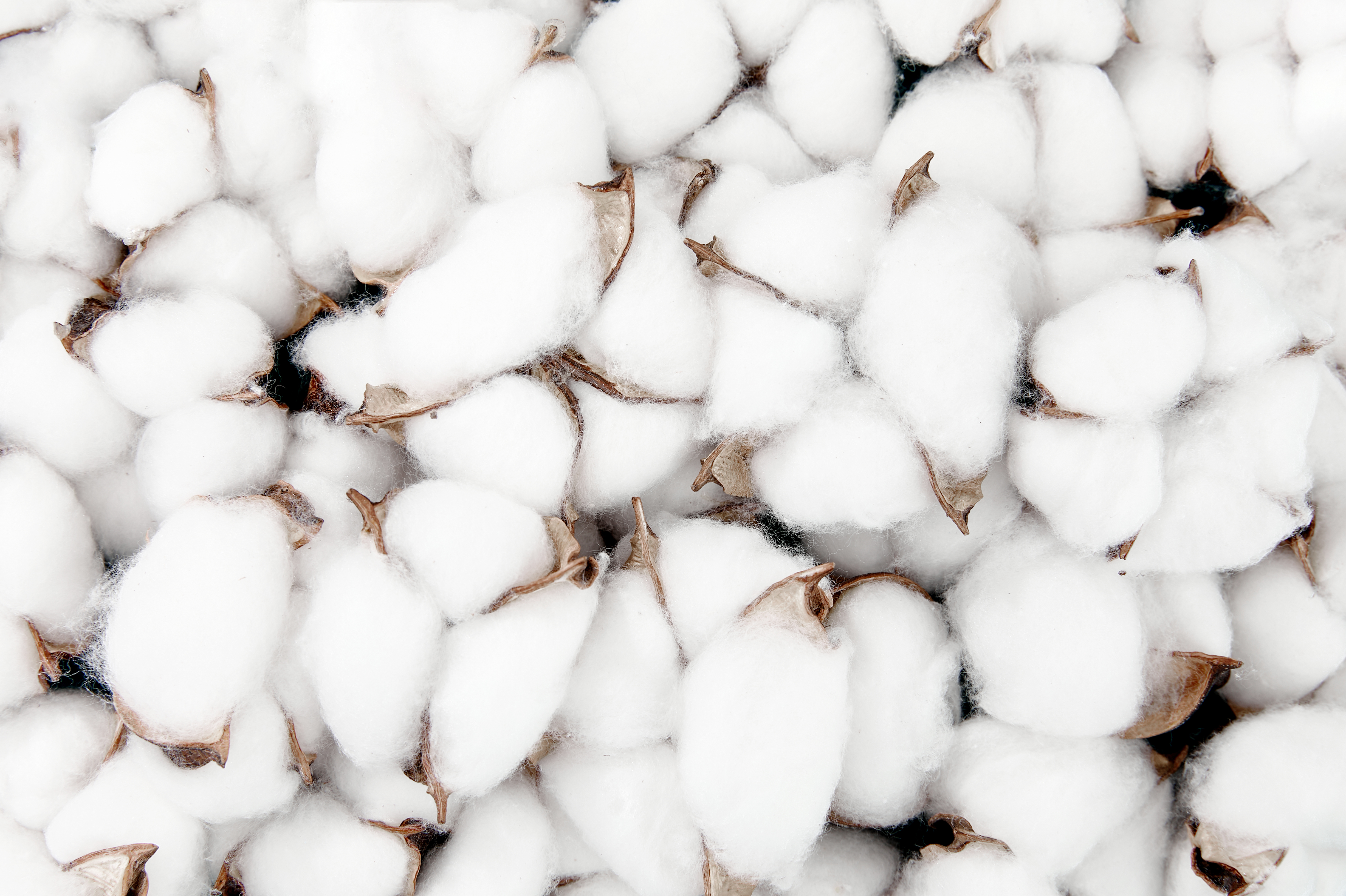 Cotton lint close-up